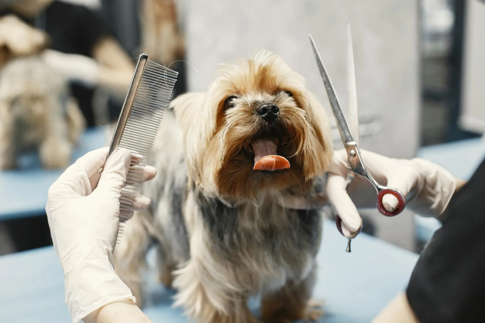 Professional groomer trimming a happy dog